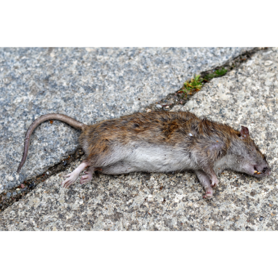 How To Dispose Of Dead Rat?