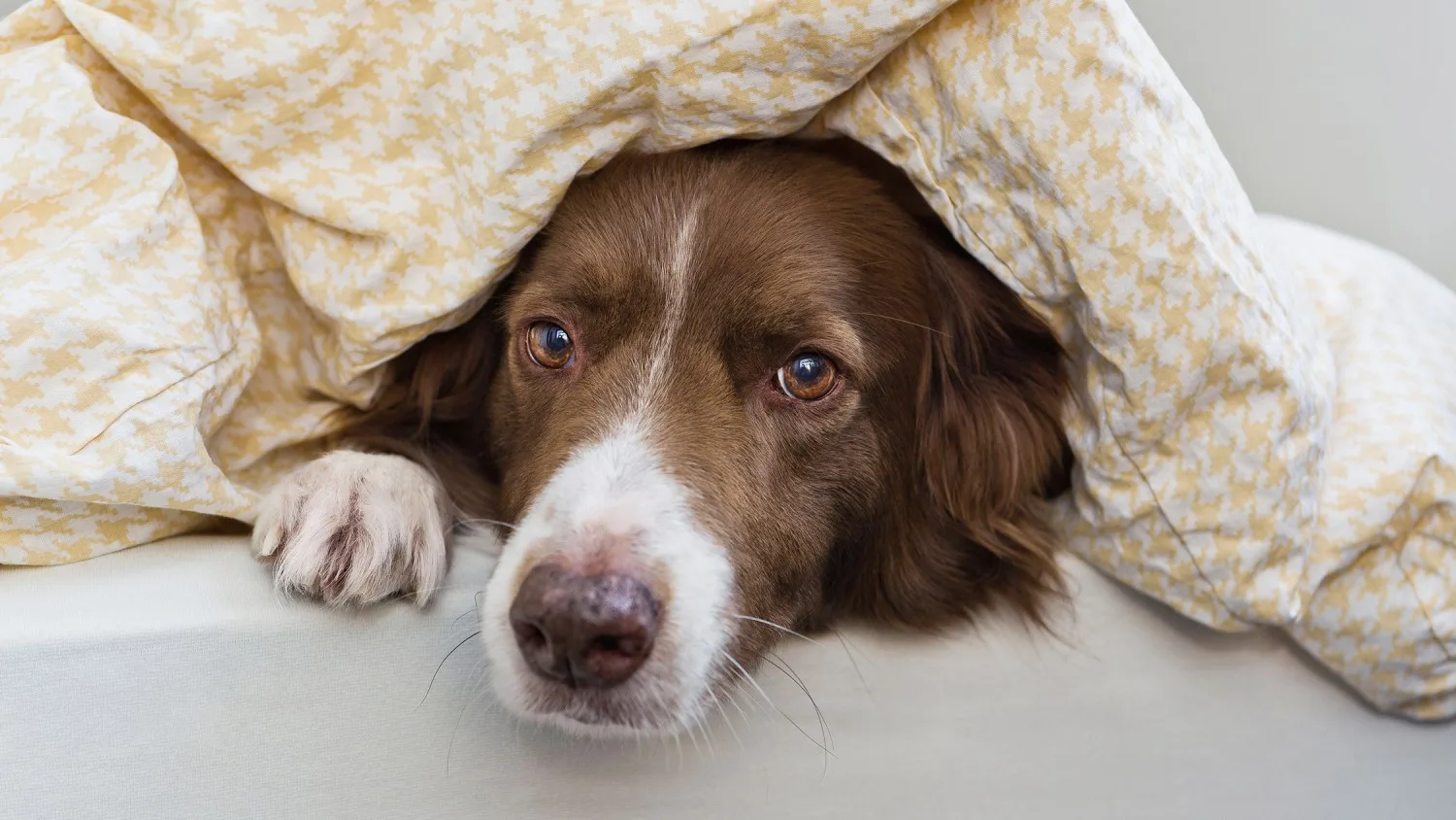 Dispose of Duvets 2 jpg How to Dispose of Duvets